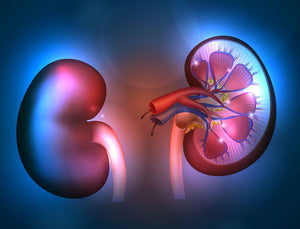 MedStar Mid-Atlantic Nephrology Young Investigators Forum 2021