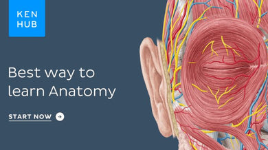 KenHub Anatomy and Histology 2019 (Videos) - Medical Videos | Board Review Courses