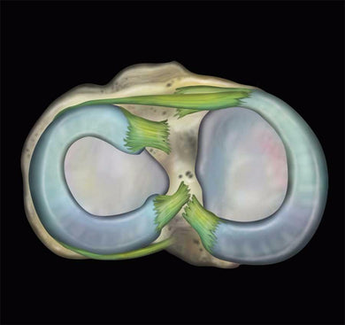 MRIOnline MRI Mastery Series: Knee 2021 - Medical Videos | Board Review Courses